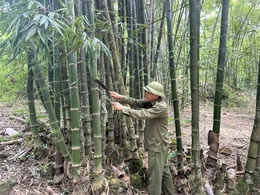 Trung Hạ hỗ trợ người dân nâng cao hiệu quả kinh tế rừng luồng