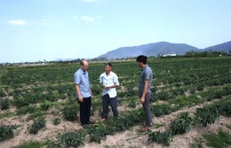 “Quả ngọt” từ chuyển đổi&nbsp;cơ cấu cây trồng