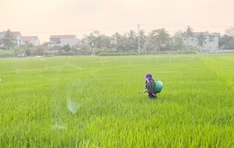 Phòng trừ sâu bệnh bảo vệ lúa vụ xuân