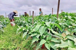 Trồng ớt zanpeno theo chuỗi liên kết - hướng đi mới nâng giá trị đất màu