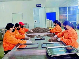 Phát triển sản phẩm OCOP từ cây sachi