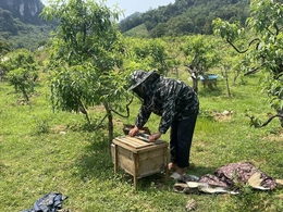 Phát triển nghề nuôi ong lấy mật