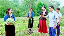 Chuyển đổi cây trồng&nbsp;bền vững trên đất đồi