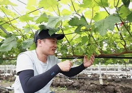 Xây dựng sản phẩm&nbsp;OCOP nho sữa Hàn Quốc