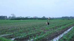 Thiết kế chính sách nông nghiệp&nbsp;với tầm nhìn dài hạn