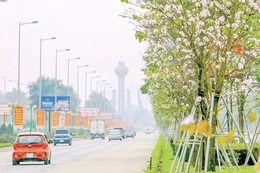 Có sắc hoa ban ánh ngời trong những ngày tháng năm lịch sử