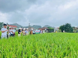 Hội thảo đầu bờ đánh giá mô hình giống lúa lai ba dòng KU57 và Thơm SUMO 86