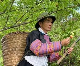 Người Mông làm kinh tế giỏi