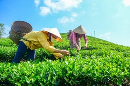 Từ búp chè xanh trên đồi đến sản phẩm OCOP 4 sao