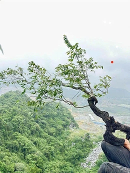 Xử lý nghiêm các hành vi khai thác, vận chuyển, mua bán cây muội hồng trái phép