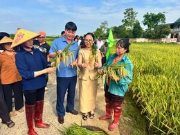 Hiệu quả giống lúa mới trên “cánh đồng công nghệ số”