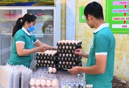 Giá trứng gia cầm tăng cao trở lại