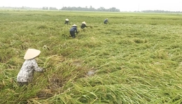Dông lốc làm gần 306 ha lúa vụ xuân bị gãy, đổ