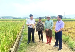 Kiểm tra thực tế và đánh giá năng suất lúa vụ xuân năm 2026