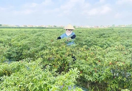Phát triển vùng nguyên liệu bền vững - Hướng tới chuỗi giá trị toàn cầu (Bài 1): Vùng nguyên liệu - Có “hình” nhưng chưa có “chất”