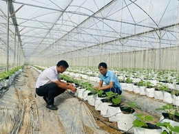 Ứng dụng công nghệ tưới tiết kiệm&nbsp;trong sản xuất nông nghiệp