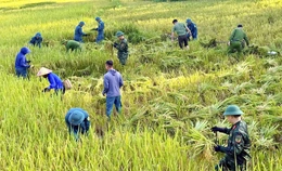 Thắm tình quân dân mùa gặt