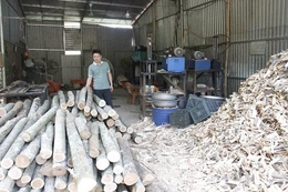 Trưởng thôn 8X đi đầu trong phát triển kinh tế