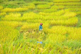 Mường Đeng đẹp như tranh giữa đại ngàn xứ Thanh