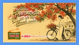 [Podcast Tản văn]: Dưới tán phượng già là lời hẹn thanh xuân
