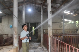 Chủ động bảo vệ đàn vật nuôi trong những ngày nắng nóng