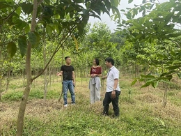 Tiên phong đưa cây dược liệu lên đồi Hích