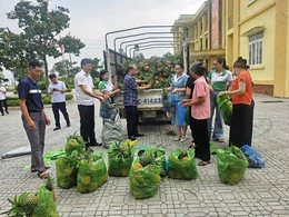 Đồng hành cùng nông dân tiêu thụ dứa