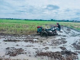 Nông dân hối hả xuống đồng gieo cấy lúa vụ Mùa