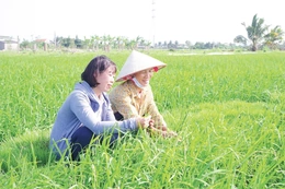 Đổi mới cơ cấu giống lúa để nâng cao giá trị sản xuất