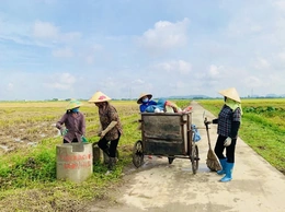 Cánh đồng không rác thải