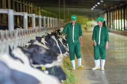 Tây Ninh ủng hộ Vinamilk mở rộng trang trại, sớm triển khai nhà máy chế biến sữa