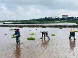 Nỗi lo trước vụ mùa