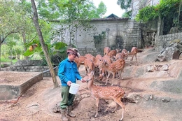Hiệu quả từ những mô hình kinh tế ở Cẩm Thạch