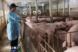 Phạt đến 80 triệu đồng với hành vi sử dụng hóa chất cấm trong thức ăn chăn nuôi
