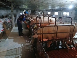 Vĩnh Lộc nỗ lực cải thiện&nbsp;môi trường khu vực chăn nuôi