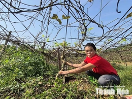 Chuyển đất cằn thành vùng sinh kế