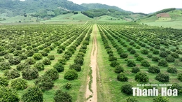 Minh bạch quản lý nông sản&nbsp;bằng mã số vùng trồng