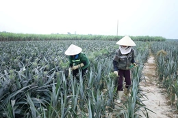Xuân Hòa phát triển kinh tế trang trại bền vững
