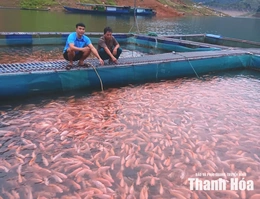 Phát triển nghề nuôi cá lồng trên lòng hồ thủy lợi, thủy điện Cửa Đạt