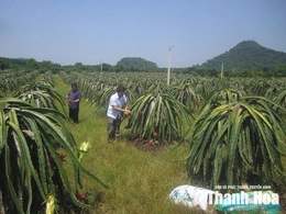 Giữ màu xanh đại ngàn&nbsp;bằng sinh kế bền vững