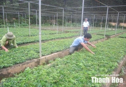 Luận Thành giữ rừng mùa nắng nóng&nbsp;gắn với phát triển kinh tế lâm nghiệp hiệu quả