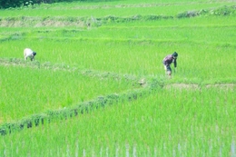 Tập trung chăm sóc lúa vụ mùa