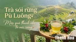 [REVIEW OCOP] Trà sói rừng Pù Luông - Món quà thanh nhẹ từ núi rừng