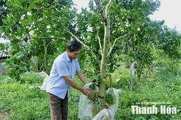 Trải thảm xanh trên những vùng đồi