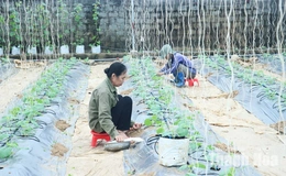 Nâng cao hiệu quả sử dụng đất&nbsp;ở các HTX nông nghiệp