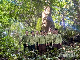 Giữ màu xanh cho những cánh rừng