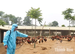 Khắc phục “điểm yếu” trong chăn nuôi gà thả vườn