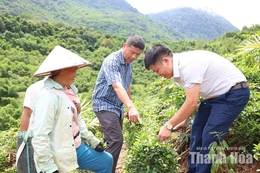 Đa dạng sinh kế,&nbsp;giảm nghèo ở Trung Hạ