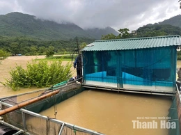 Nước sông Lò dâng cao, người nuôi cá lồng khẩn trương di dời lồng cá