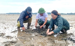Người nuôi ngao phường Ngọc Sơn mong sớm tìm nguyên nhân ngao chết hàng loạt